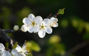 Spring has Sprung